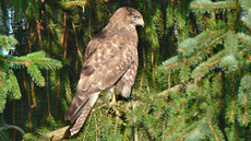 Mäusebussard (7).jpg